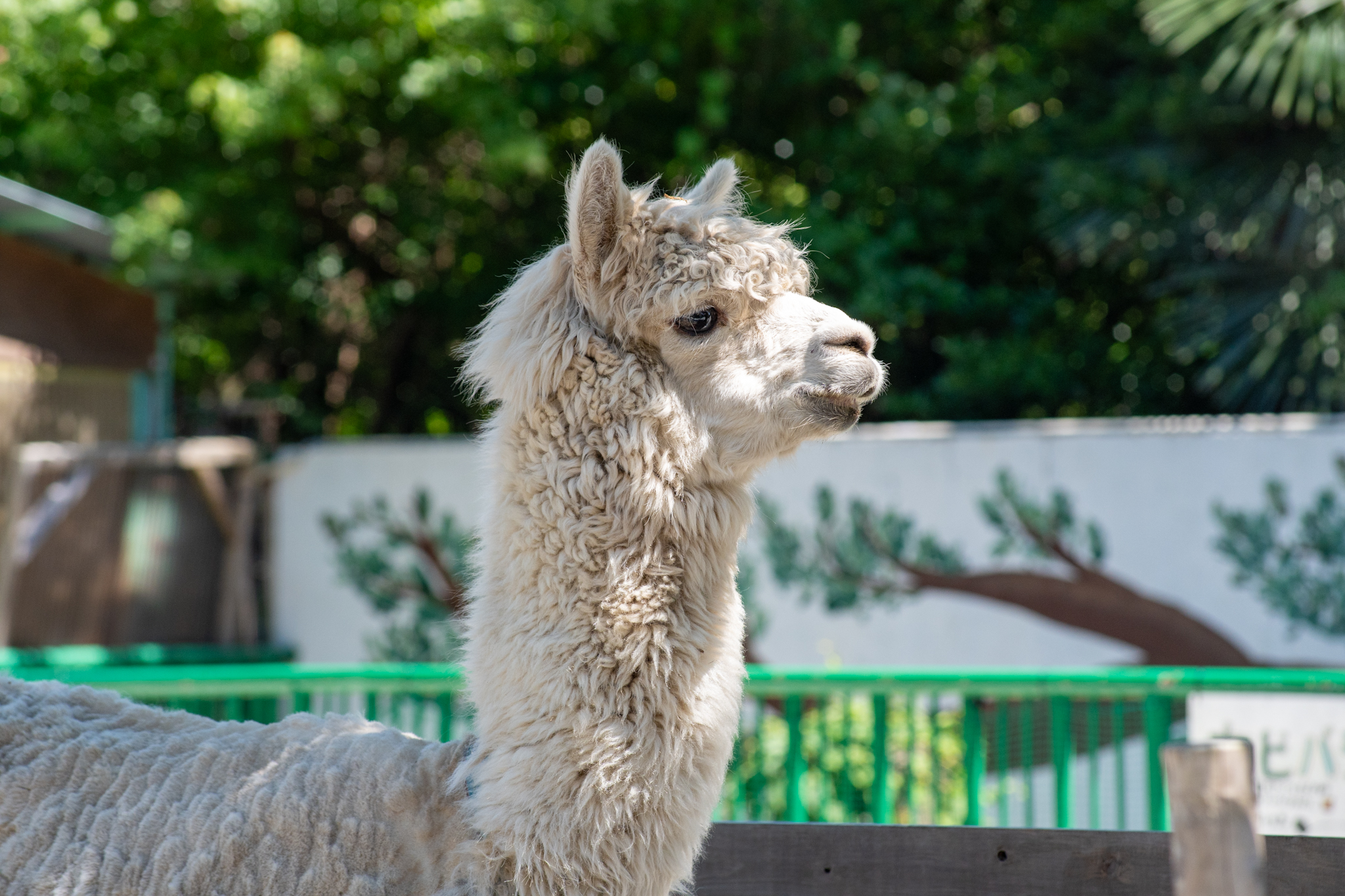 MINOLTA ZOOM 75-150mm f4　和歌山城公園のアルパカ