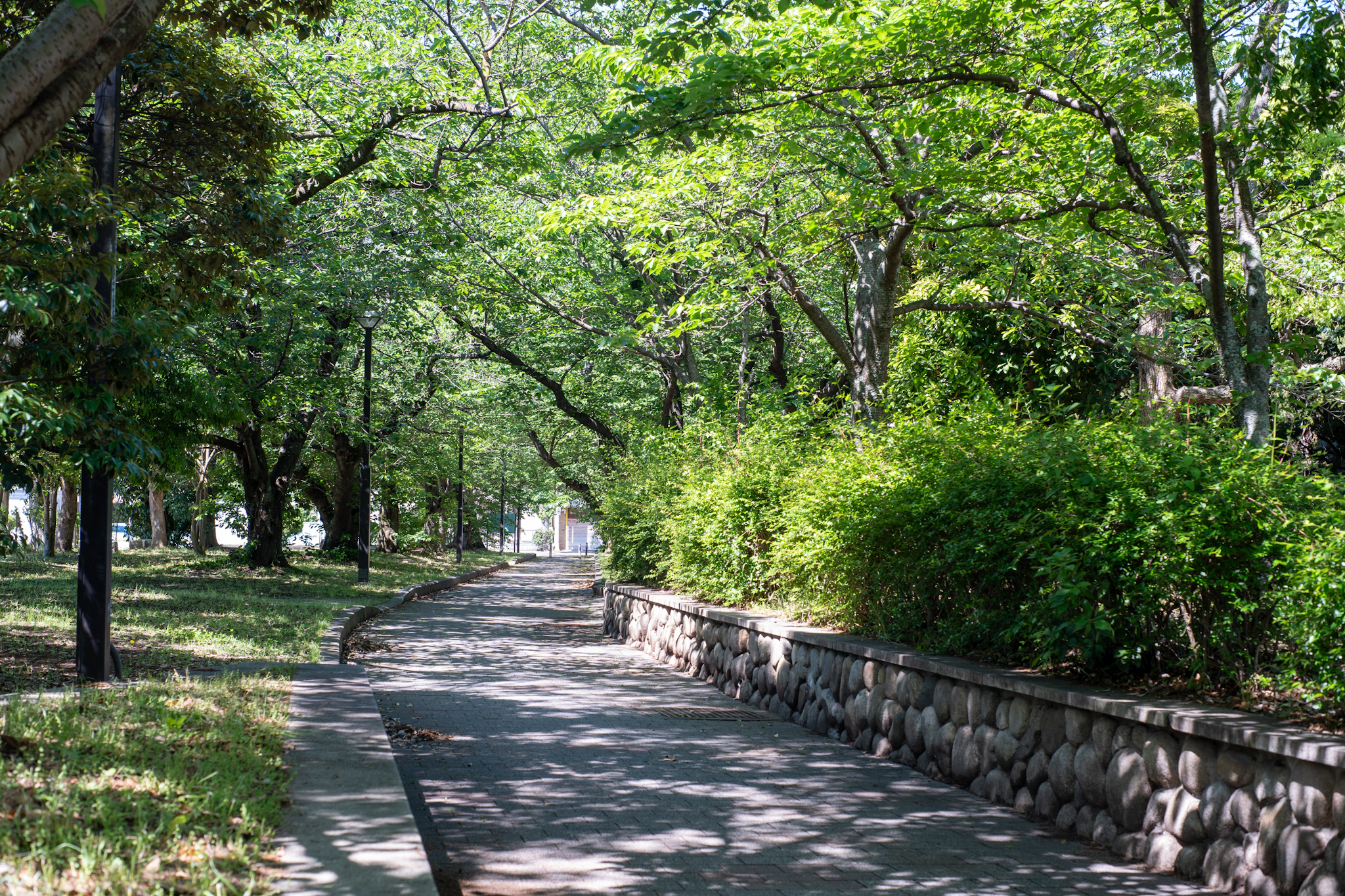 MINOLTA MD 50mm f1.7　城北l公園